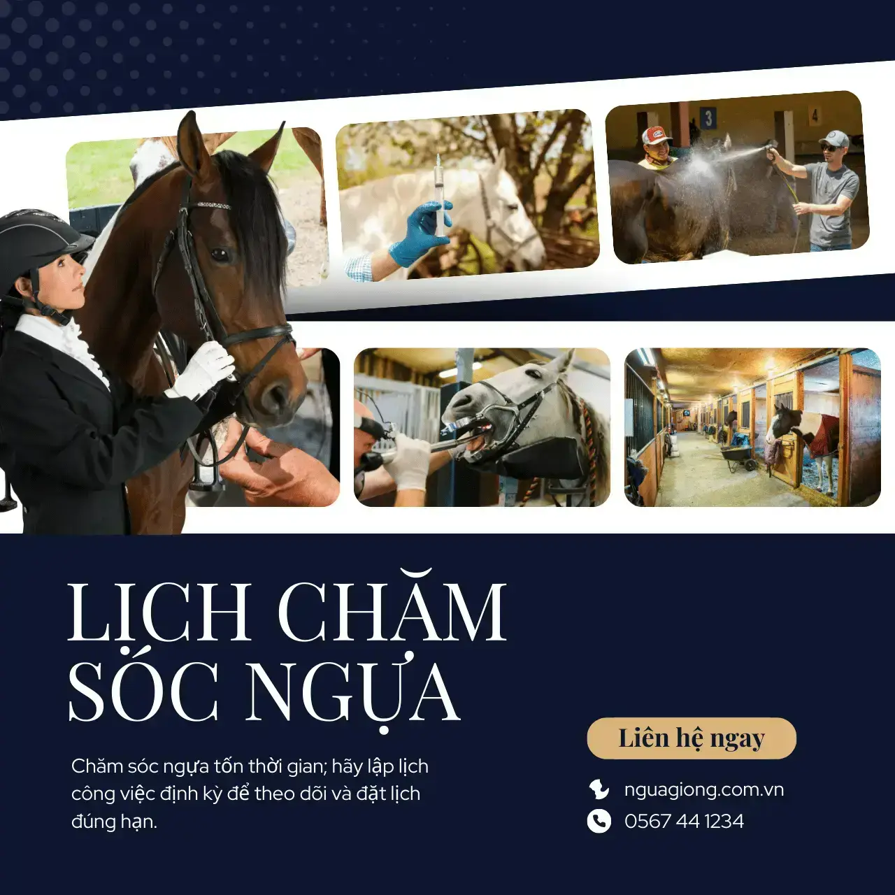 Lịch chăm sóc ngựa