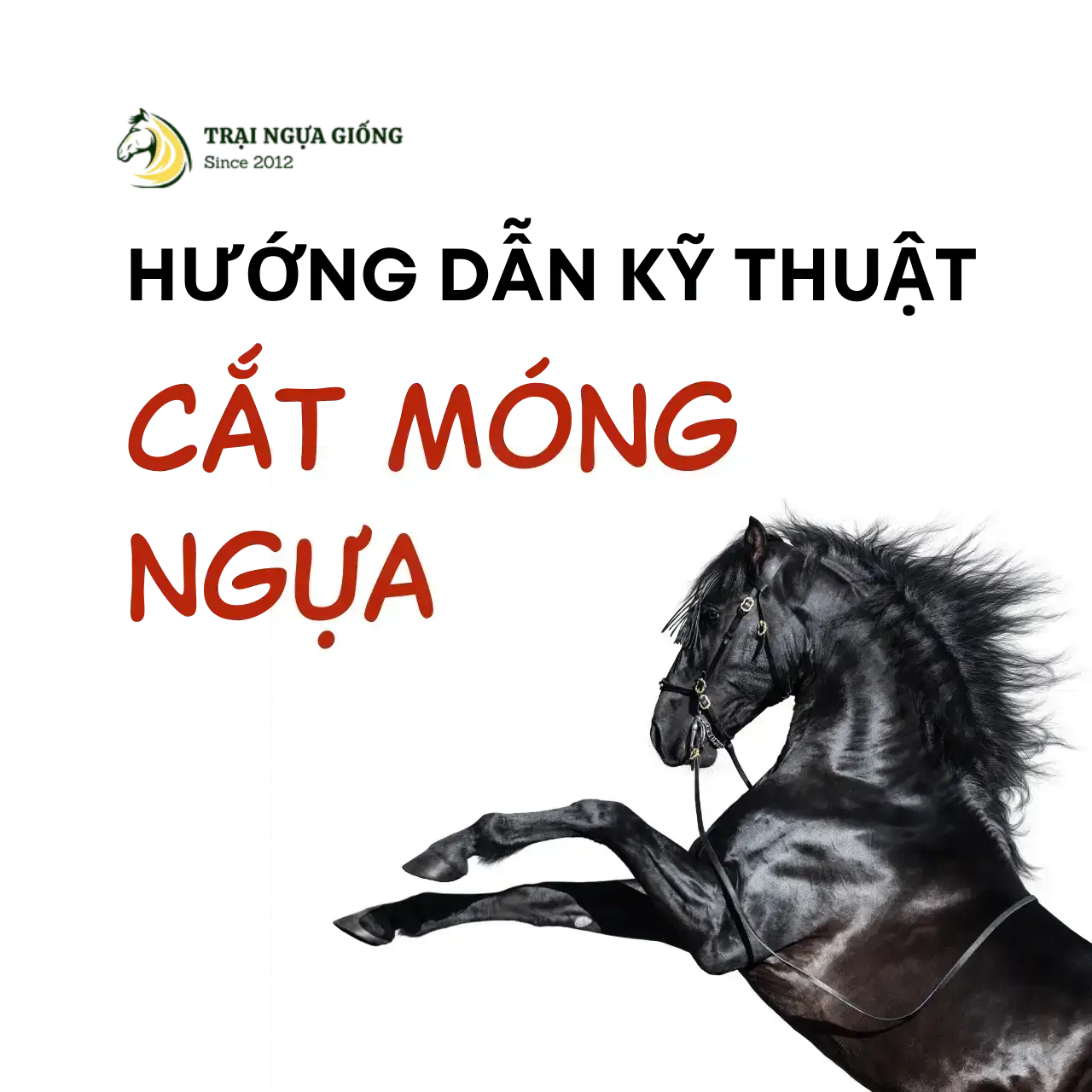 Hướng dẫn cắt tỉa móng ngựa đúng cách