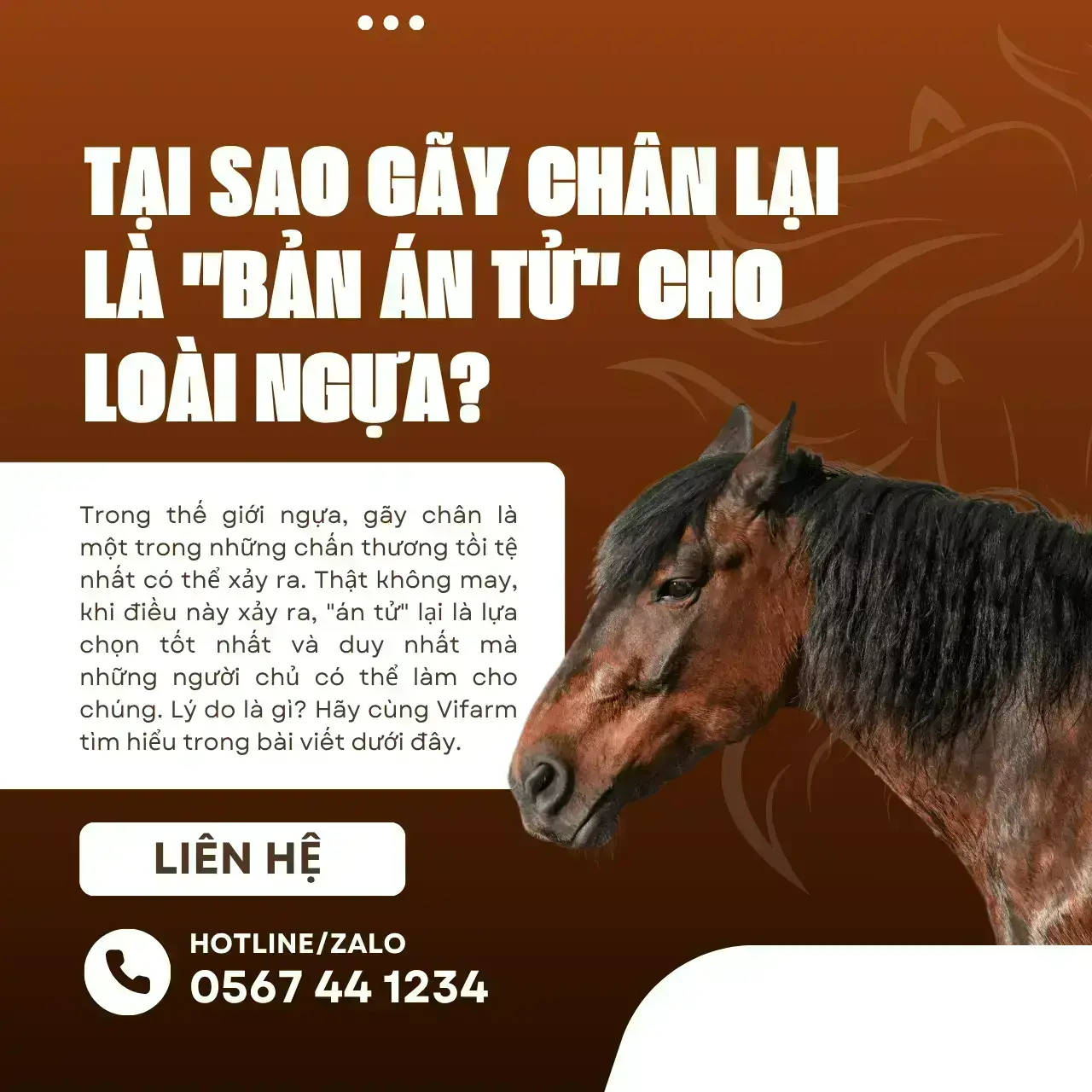 Tại Sao Gãy Chân Lại Là "Bản Án Tử" Cho Loài Ngựa?