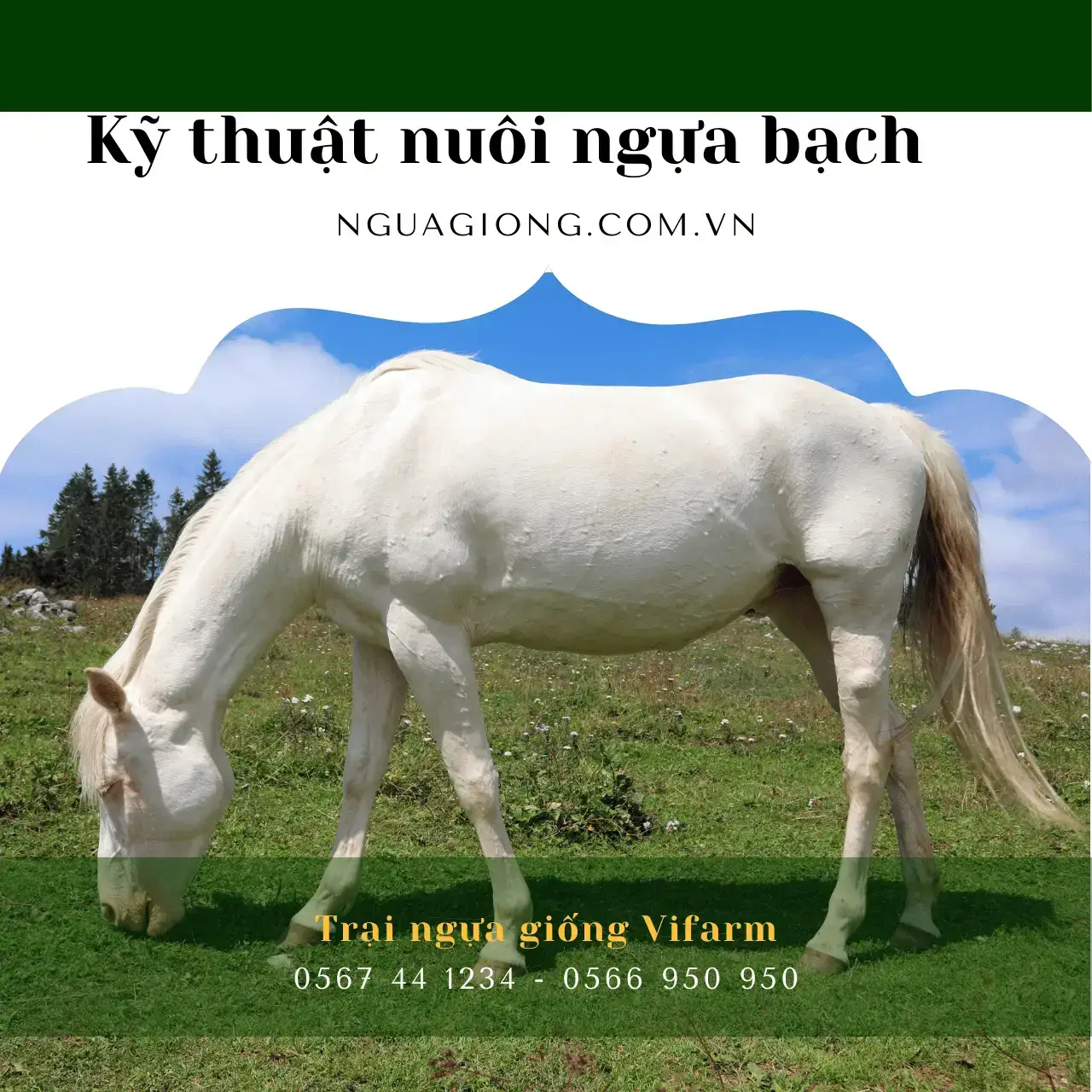 Kỹ thuật nuôi ngựa bạch