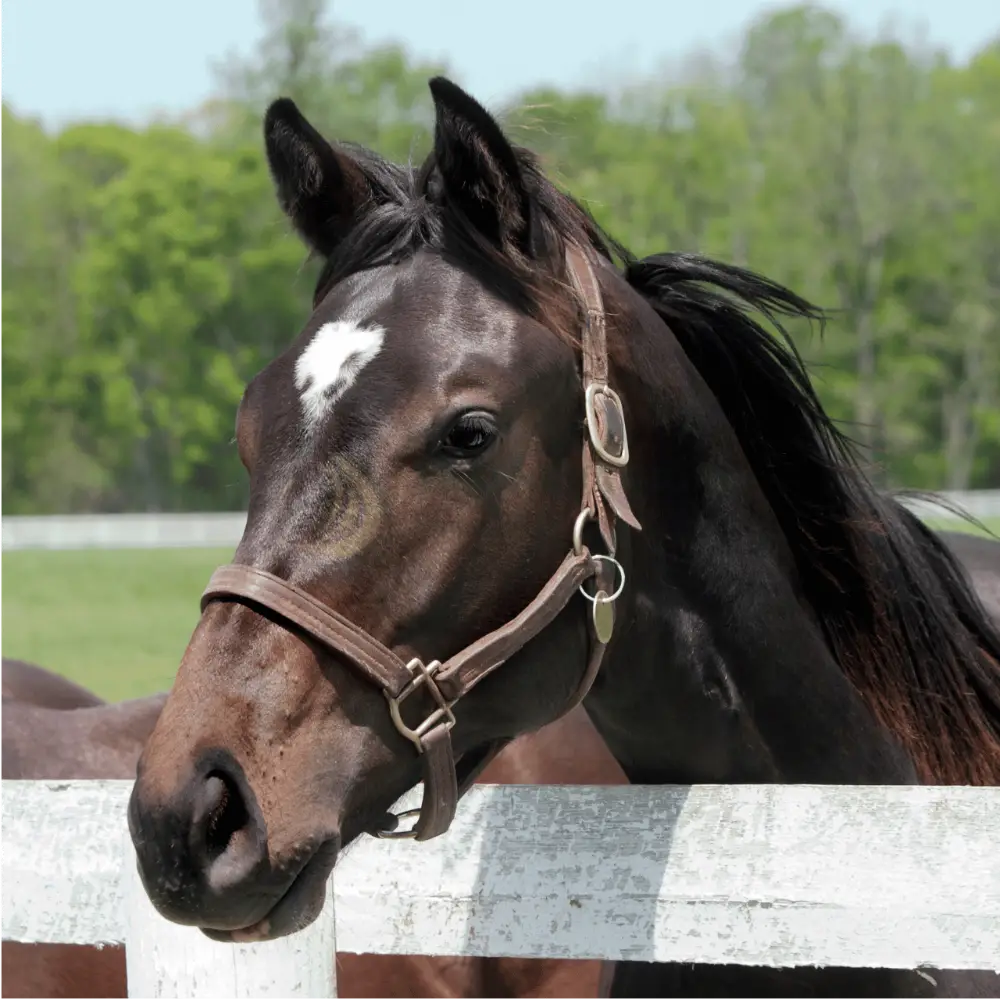 Ngựa Thoroughbred