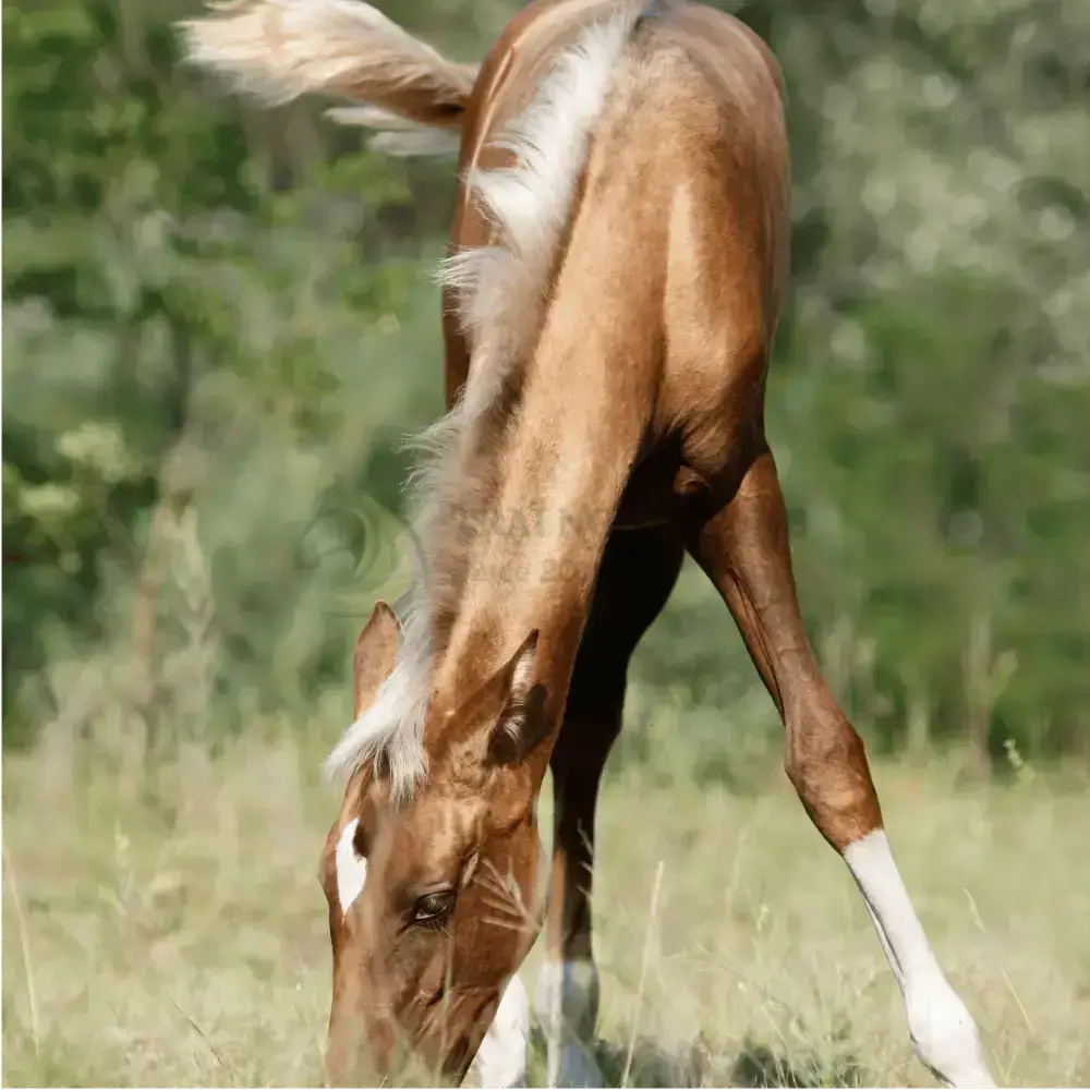 Ngựa Akhal-Teke