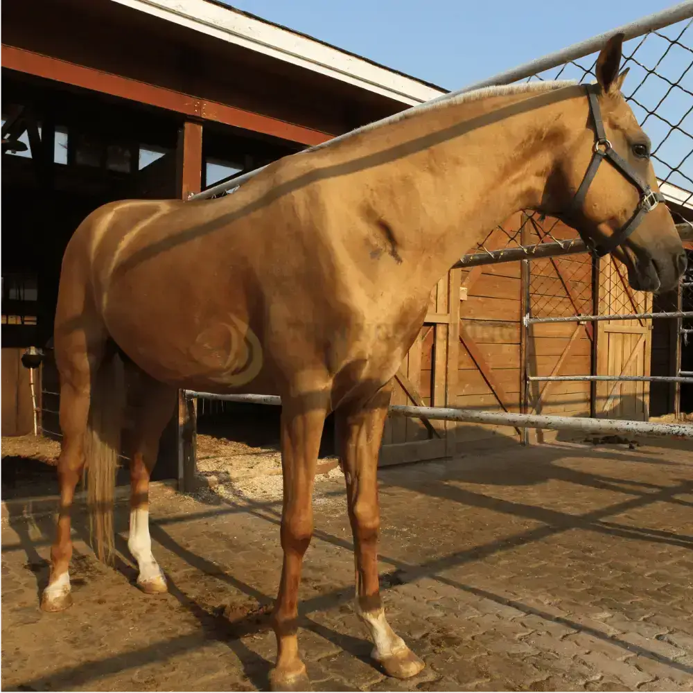 Ngựa Akhal-Teke